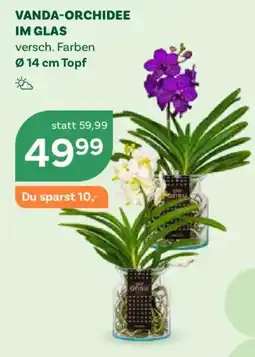 Bellaflora Vanda-Orchidee im Glas Angebot