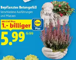 Lidl Bepflanztes Betongefäß Angebot