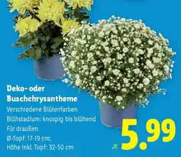 Lidl Deko oder Buschchrysantheme Angebot
