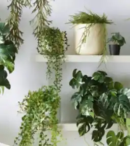 Mömax Modern Living Kunstpflanze Philodendron Angebot