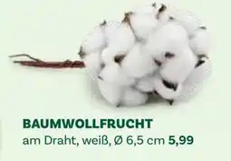 Bellaflora Baumwollfrucht Angebot