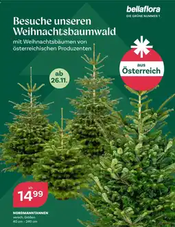 Bellaflora Nordmann-Tannen Angebot