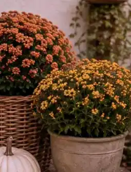 BayWa Chrysanthemen Garden Mums Angebot