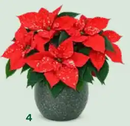 Bellaflora Weihnachtsstern Fantasy Star Orange Angebot