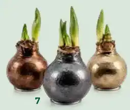 Bellaflora Wachsamaryllis Angebot