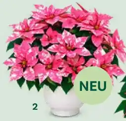 Bellaflora Weihnachtsstern Hot Pink Glitter Angebot