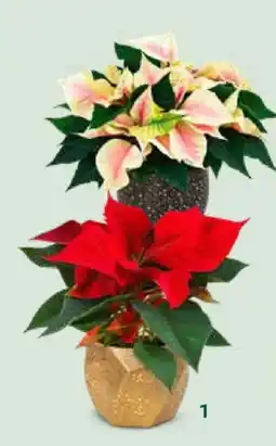 Bellaflora Weihnachtsstern Angebot