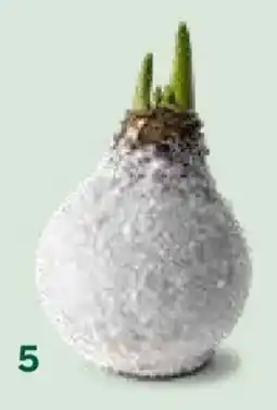 Bellaflora Wachsamaryllis Schnee Mix Angebot