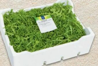 Metro Salat Rucola Angebot