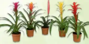 Metro Bromelia Original Mix Angebot