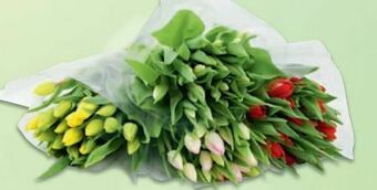 Metro Tulpen Angebot