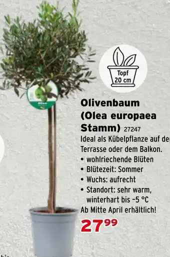 Olivenbaum (Olea europaea Stamm)
