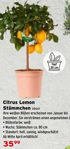 Salzburger Lagerhaus Citrus Lemon Stämmchen Angebot
