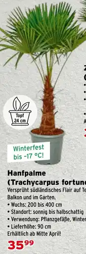 Salzburger Lagerhaus Hanfpalme (Trachycarpus fortunei) Angebot
