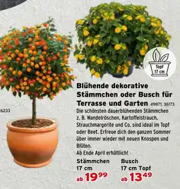 Salzburger Lagerhaus Blühende dekorative Stämmchen oder Busch Angebot