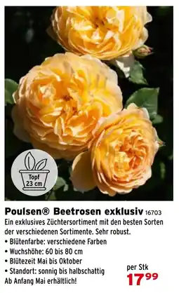 Salzburger Lagerhaus Poulsen Beetrosen exklusiv Angebot