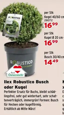 Salzburger Lagerhaus Ilex Robustico Busch oder Kugel Angebot