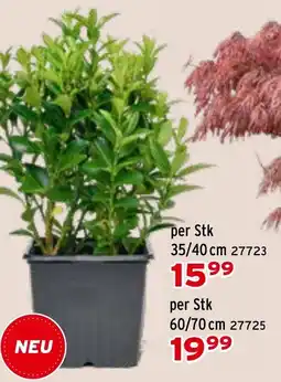 Salzburger Lagerhaus Euonymus japonicus Green Spire Japanspindel Angebot