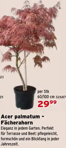 Salzburger Lagerhaus Acer palmatum Fächerahorn Angebot