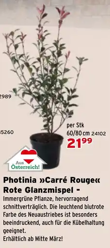Salzburger Lagerhaus Photinia Carré Rouge Rote Glanzmispel Angebot