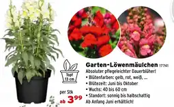 Salzburger Lagerhaus Garten-Löwenmäulchen Angebot