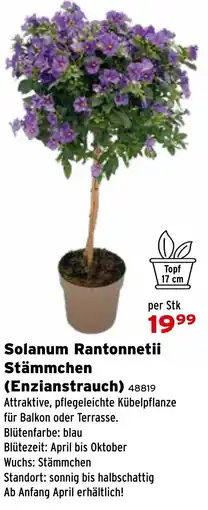 Salzburger Lagerhaus Solanum Rantonnetii Stämmchen (Enzianstrauch) Angebot