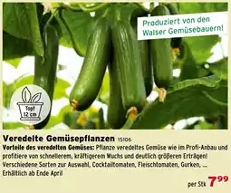 Salzburger Lagerhaus Veredelte Gemüsepflanzen Angebot