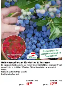 Salzburger Lagerhaus Heidelbeerpflanzen für Garten & Terrasse Angebot