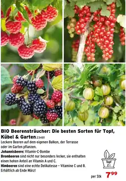 Salzburger Lagerhaus BIO Beerensträucher: Die besten Sorten für Topf, Kübel & Garten Angebot