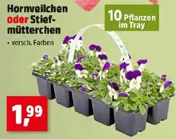 Thomas Philipps Hornveilchen oder Stiefmütterchen Angebot