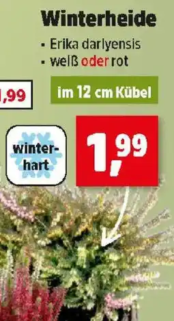 Thomas Philipps Winterheide Angebot