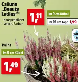 Thomas Philipps Calluna "Beauty Ladies" Angebot