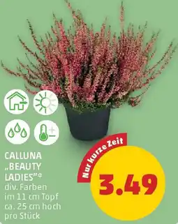 PENNY Calluna "Beauty Ladies" Angebot