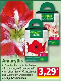 Norma Amaryllis in Geschenkbox Angebot