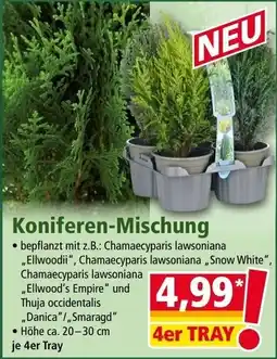 Norma Koniferen-Mischung Angebot