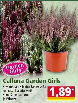 Norma Calluna Garden Girls Angebot
