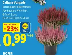 Lidl Calluna Vulgaris Angebot