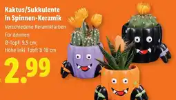 Lidl Kaktus/Sukkulenten in Spinnen-Keramik Angebot