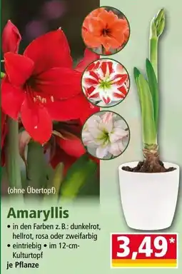 Norma Amaryllis Angebot