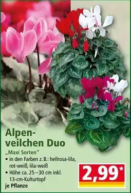 Norma Alpen-veilchen Duo Angebot