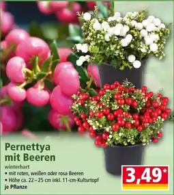 Norma Pernettya mit Beeren Angebot