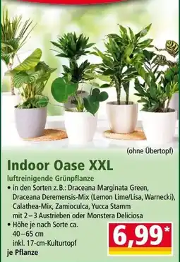 Norma Indoor Oase XXL Angebot