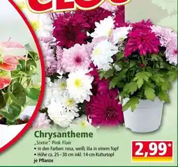 Norma Chrysantheme "Sixtie" Pink Flair Angebot