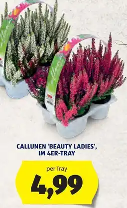 Hofer Callunen 'Beauty Ladies' Angebot
