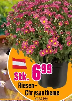 Hornbach Riesen-Chrysantheme Angebot