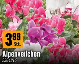 Hornbach Alpenveilchen Angebot
