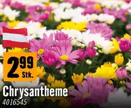 Hornbach Chrysantheme Angebot
