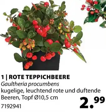 Rote teppichbeere