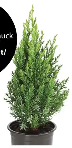 Dehner Dehner Chinesischer Wacholder Stricta Angebot