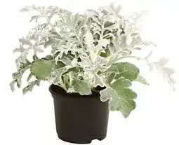 Dehner Dehner Silberblatt Angebot